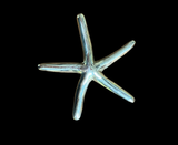 STARFISH Pendant