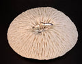 Gold& Silver Ring